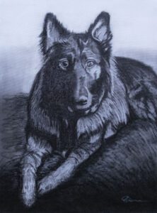 Alsatian - 30' x 40' charcoal on canvass. Created in Braidwood NSW by Roger Brennan